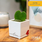 Costa Farms Hoya Heart Live Plant in Decorative Pot, Easy to Maintain Succulent Indoor Houseplant, Perfect for Home, Room, or Office Decor, Great House Warming or Birthday Gift, 5 Inches Tall
