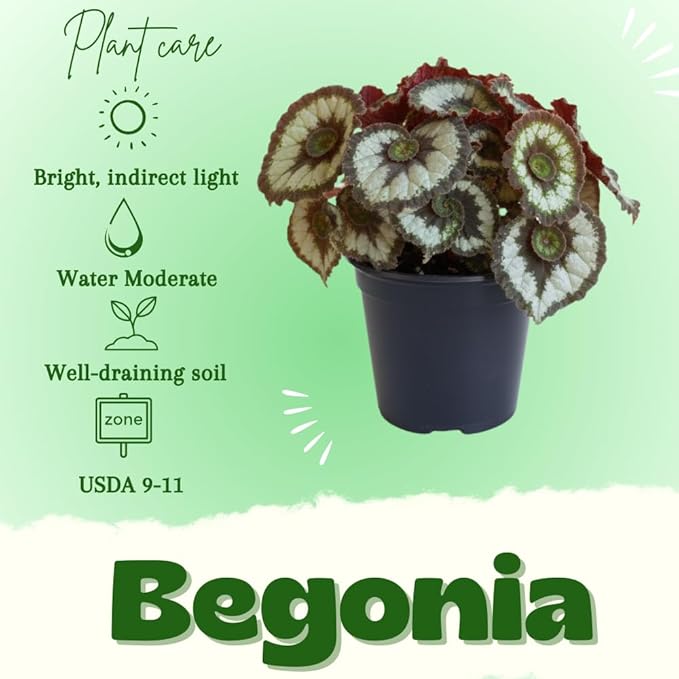 Begonia Live Plant, Begonias Live Plant, Rare Begonias Plants, 5-7 Inches in Height for Indoor Houseplant (Green Begonia)