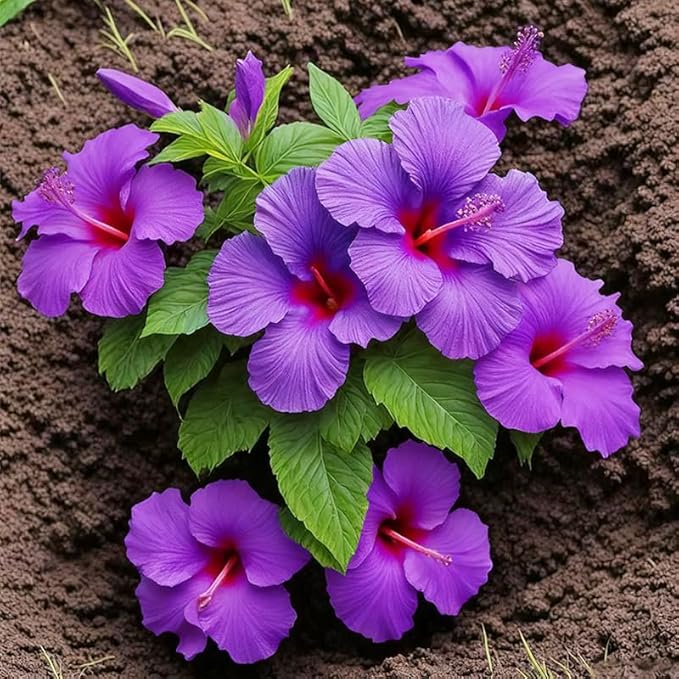 30+ Mix Exotic Hibiscus Seeds for Planting-Perennial Flower Outdoor Home Garden Flower