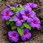 30+ Mix Exotic Hibiscus Seeds for Planting-Perennial Flower Outdoor Home Garden Flower
