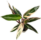 Live Plants Stromanthe Triostar, Tricolor Prayer Plant, 12-16" Tall, houseplant, Gorgeous Live Indoor Live Plant, Easy to Care, Rare Plant, 4 inch Pot