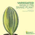 Thorsen's Greenhouse Live Variegated Whale Fin Snake Plant, Low Light, Collector Houseplant, 4-inch Diameter Mature Plant (Lavender)