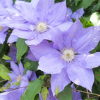 Clematis Vine Plant, Clematis Vine Plants Live in 2.5 Inch Pot, Perennial Climbing Clematis Plants Live for Outdoor Garden (Light Blue Flowers)