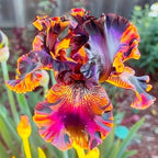 200+ Mixed Color Rare Heirloom Iris Seeds for Planting - Stunning Colors for Your Garden