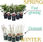 Red Weigela Live Plant, Spring Blooming Shrub in 4” Pot, Hardy Perennial Flowering Bush for Garden Borders, Cold Hardy, Dormant in Winter