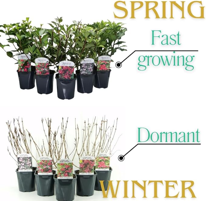 White Weigela Live Plant, Spring Blooming Shrub in 4” Pot, Hardy Perennial Flowering Bush for Garden Borders, Cold Hardy, Dormant in Winter
