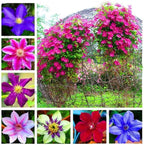 Clematis Vine Plants Live in Pot, 8 Months Old Seedlings Climbing Flowering, Outdoor Trellis Fences, Cold Hardy (Random Clematis)