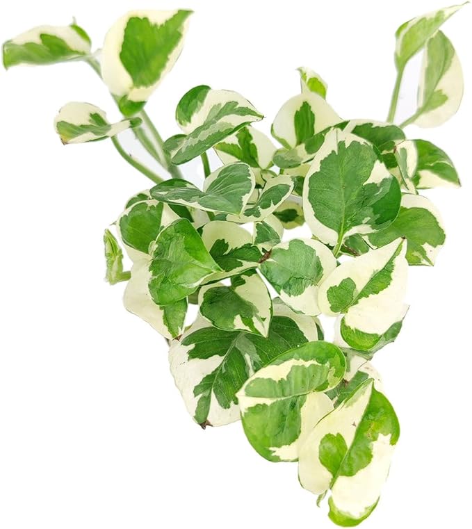 Pothos N'joy (4 inch) - Air-Purifying Houseplants - 4/6 inch Unique Live Decorative Houseplants - Low-Maintenance Indoor Plants, House Warming Gift, Natural Air Purifier