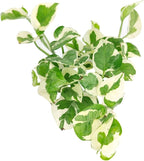 Pothos N'joy (4 inch) - Air-Purifying Houseplants - 4/6 inch Unique Live Decorative Houseplants - Low-Maintenance Indoor Plants, House Warming Gift, Natural Air Purifier