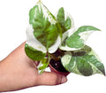 Pearl and Jade Pothos Starter Plant in 2 inch Pot, Low Light Indoor Vining Plant, Climbing Terrarium Plant, Office, Gift, Home Decor Live Plant