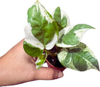Pearl and Jade Pothos Starter Plant in 2 inch Pot, Low Light Indoor Vining Plant, Climbing Terrarium Plant, Office, Gift, Home Decor Live Plant