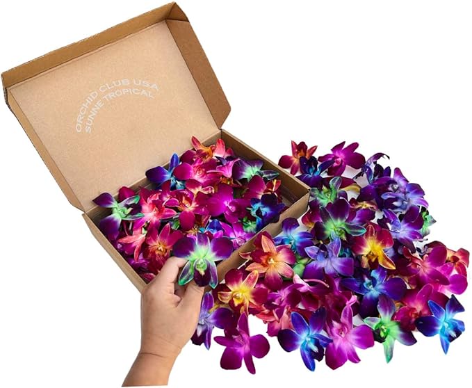Miami Fresh Orchid Loose Bloom PERISHABLE flowers OrchidClub USA Sunne Tropical DIY lei, food & drink decoration (100 RAINBOW)
