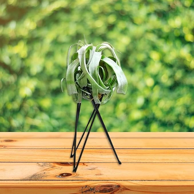 BWESOO White Air Plant Holder Metal Flower Stand Geometric Iron Tillandsia Holder Plant Stands Art Display Home Garden Ornaments Tillandsia Holder