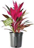 American Plant Exchange Ti Plant 'Sister' – 10-Inch Pot – Live Easy Care Indoor Houseplant, Air-Purifying, Bright Light Tropical Plant for Home, Garden Patio Decor