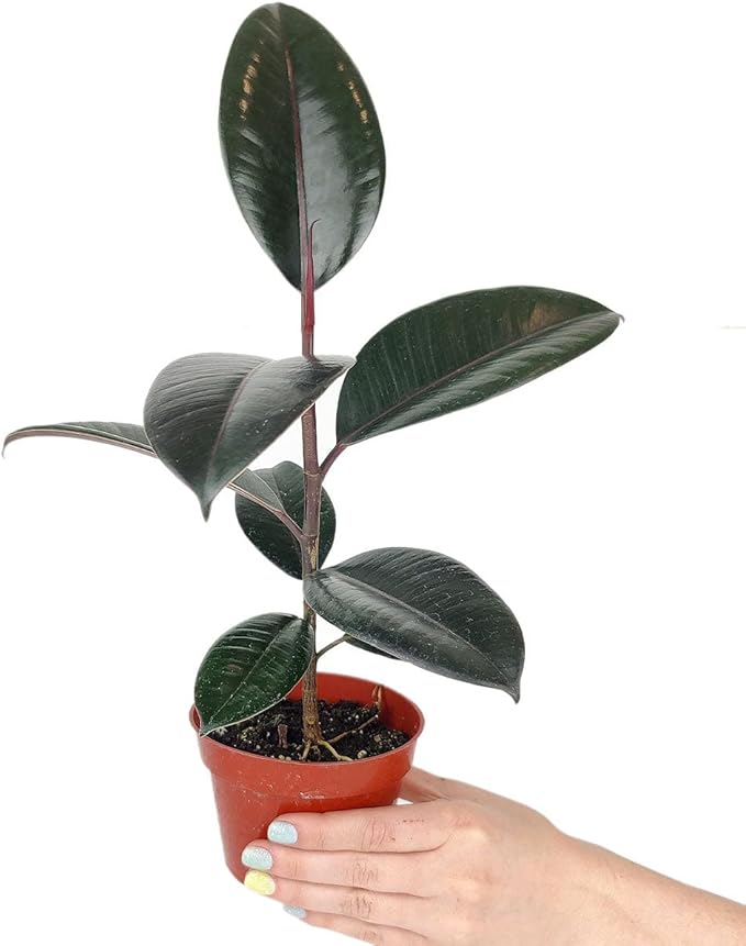 Burgundy Rubber Plant (4" Grower Pot) - Air Purifying and Live Healthy Houseplant - Easy to Grow, Easy to Care Indoor Houseplant