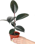 Burgundy Rubber Plant (4" Grower Pot) - Air Purifying and Live Healthy Houseplant - Easy to Grow, Easy to Care Indoor Houseplant