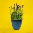 3Pack Plant Pots Durable Decorative Flower Pots,6 Inch Planter Set for Indoor and Outdoor Plants,Flowers,Succulents (Blue)
