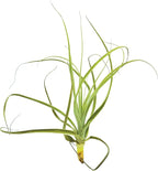 ragnaroc Air Plants - Tillandsia Straminea Jumbo 6-9" - 1ct - Live Arrival Guaranteed - House Plants for Home Decor & Gift