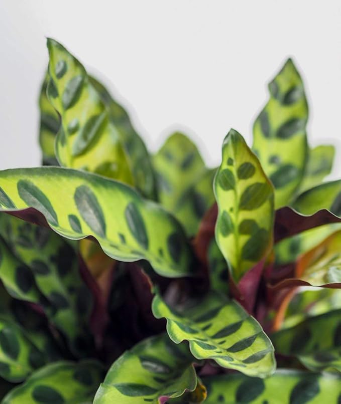 Rattlesnake Calathea - Live Plant in a 4 Inch Pot - Calathea Lancifolia - Beautiful Air Purifying Indoor Houseplant