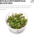Ultum Nature Systems Live Tissue Culture - Rotala 'Blood Red' (Rotala rotundifolia) - Moderate - High Light - Deep Red Accent - Midground to Background - 100% Snail Free Grown in-Vitro - Regular Cup