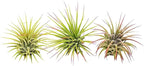 Air Plants Live Variety Pack - Pack of 3 Live Air Plants - Tillandsia Live Plants Assorted - Air Purifying Plant - California Seller