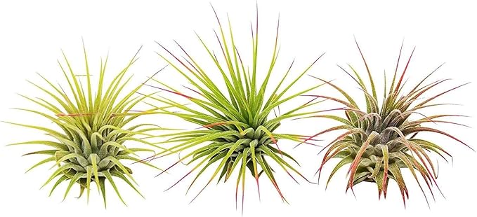 Air Plants Live Variety Pack - Pack of 3 Live Air Plants - Tillandsia Live Plants Assorted - Air Purifying Plant - California Seller