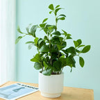 19'' Artificial Ficus Plant in White Textured Ceramic Pot Realistic Faux Greenery with Lifelike Leaves Fake Plants for Indoor Home Office Bathroom Shelf Desk Tabletop Decor
