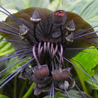 Tacca Chantrieri Black Bat Orchid Plant Live Indoor, Rare Flower Live Plant, 5-9" Tall, Black Plant Live for Planting Houseplant