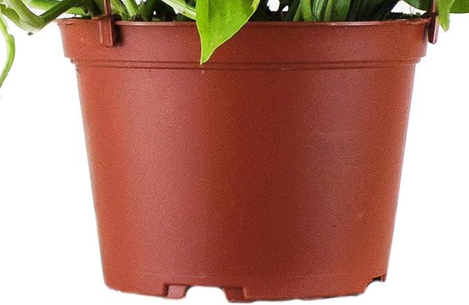 Shop Succulents Golden Pothos Hanging Plant, Live Indoor Plant, Easy Care Hanging Ivy Houseplant, Air Purifying Plant, Housewarming, Home Décor, 6 Inch Pot