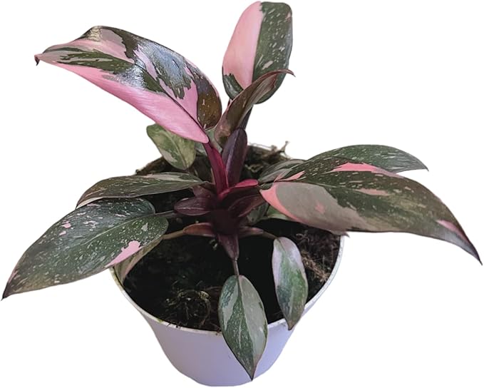 Hopewind Plnats Shop - Philodendron Live Plant, Air Purifying, Easy Care, Easy to Grow, Rare Variety, Live Indoor Plant, 4 inch Pot (Philodendron Pink Princess)