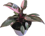 Hopewind Plnats Shop - Philodendron Live Plant, Air Purifying, Easy Care, Easy to Grow, Rare Variety, Live Indoor Plant, 4 inch Pot (Philodendron Pink Princess)