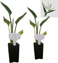 Bird of Paradise - White - Strelitzia Nicholai. (2 White BoP in Cup)