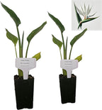 Bird of Paradise - White - Strelitzia Nicholai. (2 White BoP in Cup)