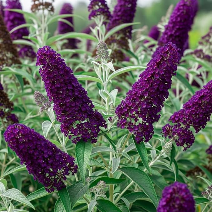 Black-Purple Butterfly Bush Live Shrub Plant Shrub, Buddleia Bush Well Rooted, 5 to 10 Inc Tall