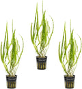 SubstrateSource Cryptocoryne Live Aquarium Plants - Freshwater Plant for Aquariums, Planted Fish Tanks - Beginner Friendly (Balansae, 3 Pots (15-20 Plants))