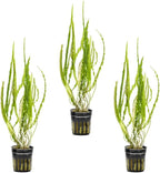 SubstrateSource Cryptocoryne Live Aquarium Plants - Freshwater Plant for Aquariums, Planted Fish Tanks - Beginner Friendly (Balansae, 3 Pots (15-20 Plants))