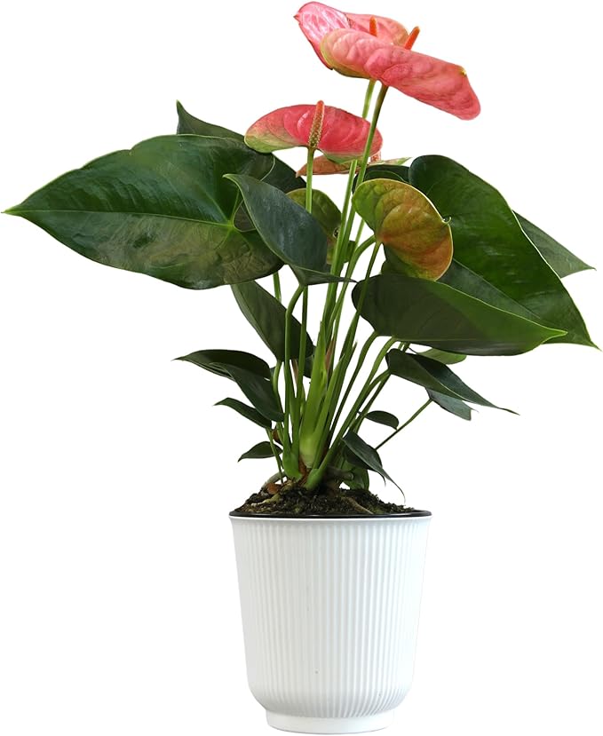 Pink Anthurium Live Plant Decor (Approx. 13-16" Tall), Real Flowers/House Plants in 4" White Plant Pot, Floral Office Plants, Air Purifying Plants & Cool Gifts for Plant Lovers by Plants for Pets