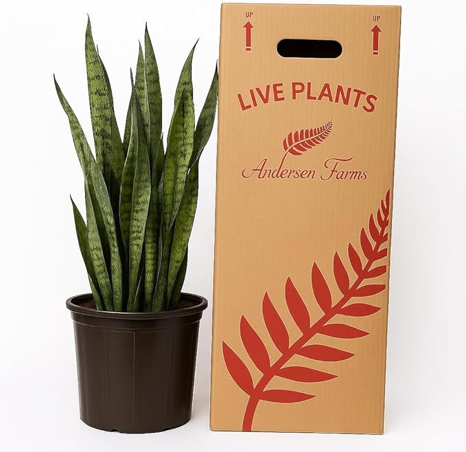 Sansevieria Zeylanica Live Plant Indoor/Outdoor in 10 in Grower Pot