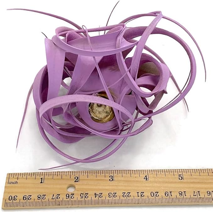 XL Xerographica Colored Air Plant, Live Tillandsia House Plant, Easy Care Indoor Outdoor, Great Gift, Healthy Arrival Guaranteed (Lavender)