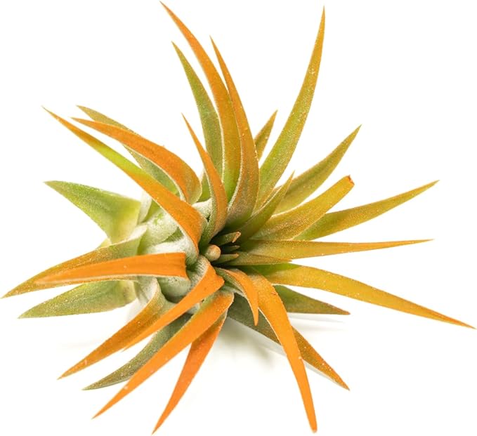 Tangerine Colorful Tillandsia Air Plants - Long Lasting Color Enhanced Live Tillandsia Succulent House Plants - Home and Garden Decor - Easy Care Indoor/Outdoor Plants (Ionantha Rubra, Pack of 3)