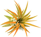 Tangerine Colorful Tillandsia Air Plants - Long Lasting Color Enhanced Live Tillandsia Succulent House Plants - Home and Garden Decor - Easy Care Indoor/Outdoor Plants (Ionantha Rubra, Single)
