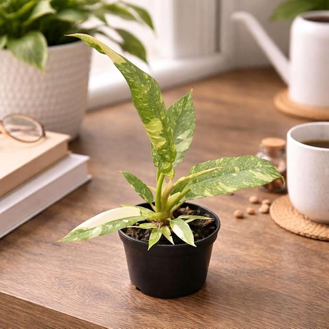 Philodendron Variegated Ring of Fire Live Plant for Indoor | Different Houseplants in 4'' & 6'' Pot | Real House Plant for Living Room, Office, Desk & Bathroom | Henderson’s Pride