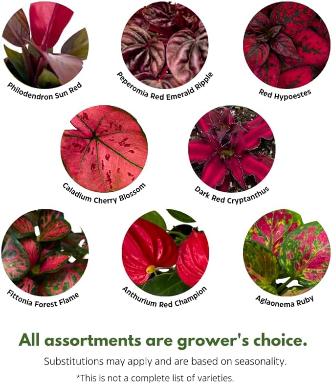 BubbleBlooms Red House Plants Foliage Assortment Set of 3 in 2 inch pots