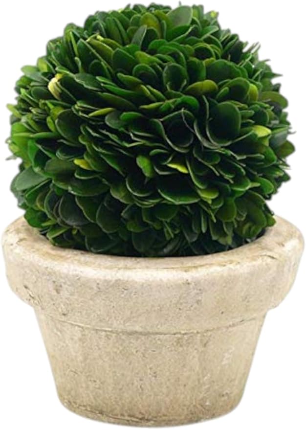 Serene Spaces Living Preserved Boxwood Ball with Small Pot – Boxwood in Planters, Preserved Plant for Boxwood Table Decor, Centerpiece, Measures 5.5" Tall & 4" Diameter, Single