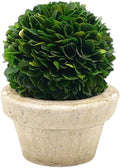 Serene Spaces Living Preserved Boxwood Ball with Small Pot – Boxwood in Planters, Preserved Plant for Boxwood Table Decor, Centerpiece, Measures 5.5" Tall & 4" Diameter, Single