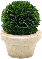Serene Spaces Living Preserved Boxwood Ball with Small Pot – Boxwood in Planters, Preserved Plant for Boxwood Table Decor, Centerpiece, Measures 5.5" Tall & 4" Diameter, Single