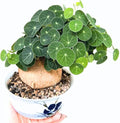 Stephania Cephalantha Live Plant, 2-2.5" Caudex with Sprouts, Rare Hardy Caudex Succulent Houseplant for Indoor Growing and Home Décor