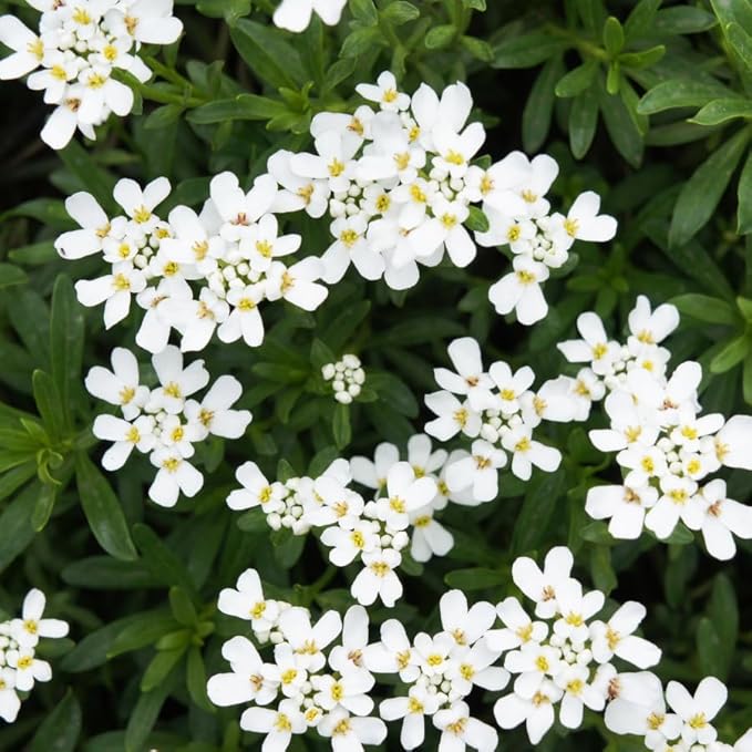 RedCrocus White Out Candytuft | Evergreen Perennial for Borders, Rock Gardens & Containers | Drought Tolerant, Non-Toxic & Pet Safe | Spring Bloom | Full Sun 1 Gallon (Pack of 15)
