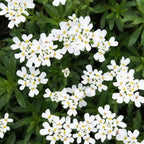 RedCrocus White Out Candytuft | Evergreen Perennial for Borders, Rock Gardens & Containers | Drought Tolerant, Non-Toxic & Pet Safe | Spring Bloom | Full Sun 1 Gallon (Pack of 2)