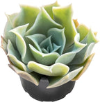 Sprout N Green Echeveria Desert Camels, Rare Live Succulent Plant Fully Rooted in 2" Planter with Soil, Home Office Indoor Outdoor Wedding Decoration DIY Projects Party Favor